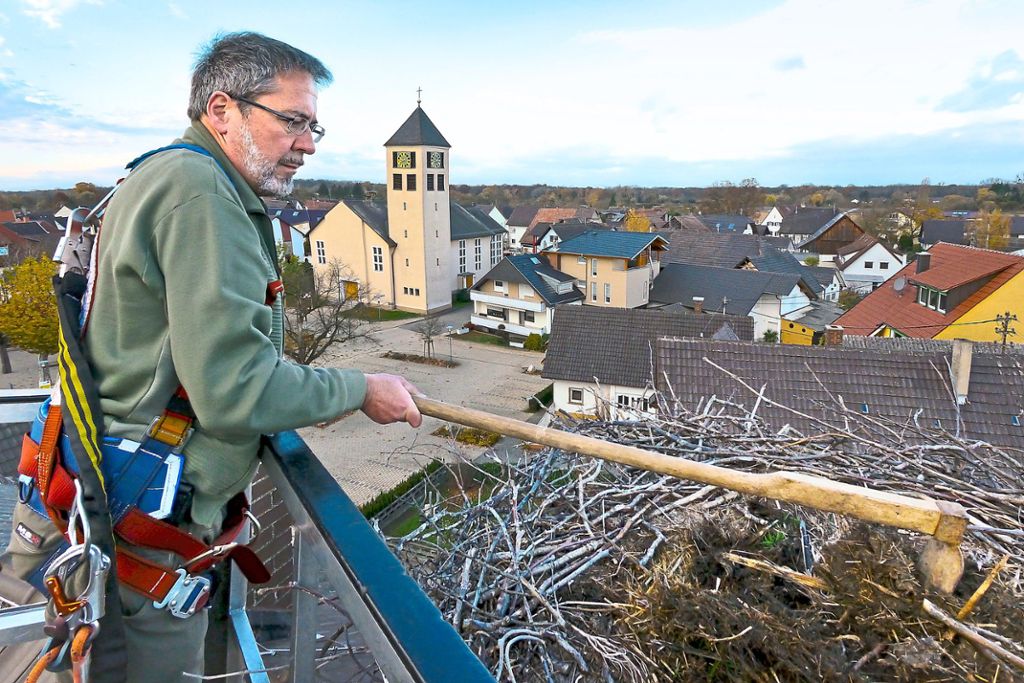 Wolfgang Hoffmann bei der Nestpflege – hier  beim  Storchennest auf der alten Schule  in Niederhausen. Foto: privat