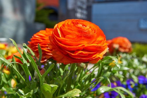 Ranunkeln  setzen   durch ihre leuchtende Farbenpracht im Frühling    Akzente   auf den Gräbern.  Foto: Pixabay