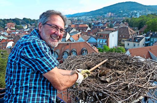 Wolfgang Hoffmann lockerte zunächst mit einer Harke den Kompost im Nest, um ihn dann zu entfernen. Foto: Schabel