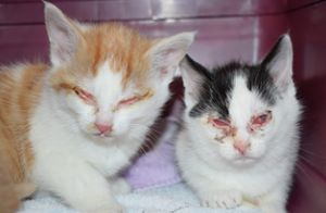 Bei der Behandlung von kranken Katzen ist Antiobiotika manchmal unverzichtbar. Foto: Kreistierheim Donaueschingen