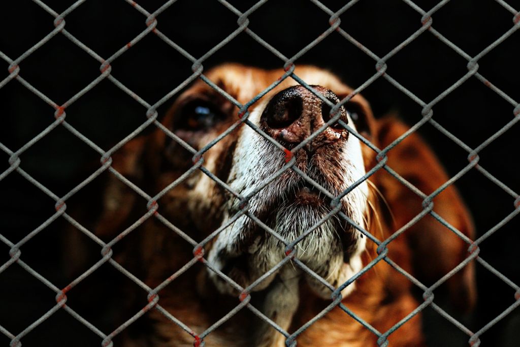 Die beschlagnahmten Tiere stammen alle aus einer illegalen Hundezucht und waren in sehr schlechtem Zustand. (Symbolfoto) Foto: Pixabay