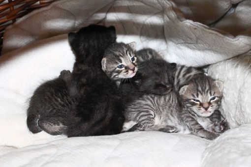 Eng aneinander gekuschelt verschlafen die Katzenbabys den Tag. Foto: Sannert