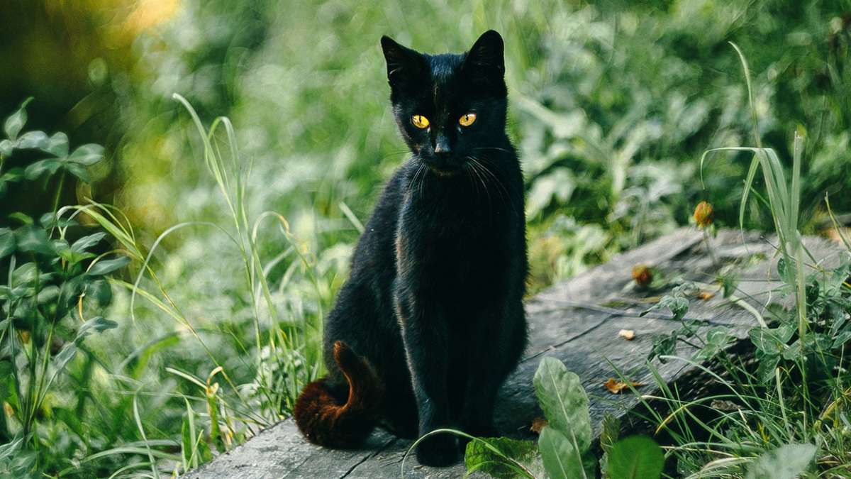 Tierschutzverein Triberg: Katzenschutzverordnung – plötzliche Einsicht?