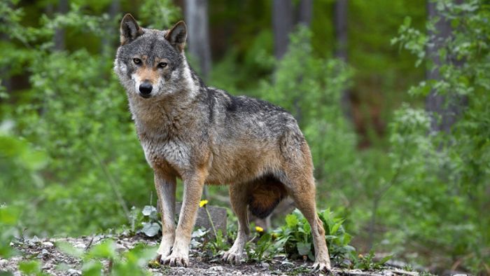 Wolfsverdacht in Baiersbronn bestätigt