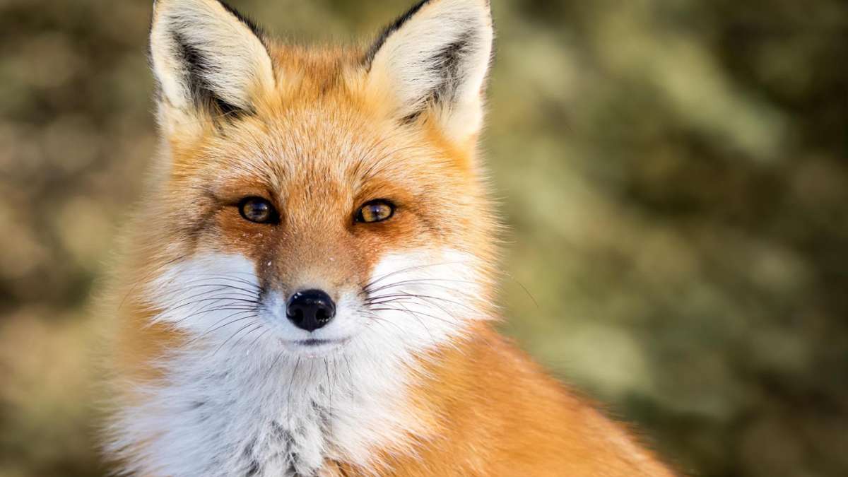 Wildtiere im Garten: Was tun, wenn Fuchs und Marder zu ungebetenen