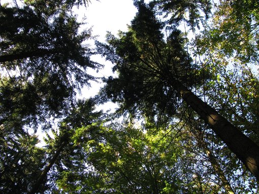 Im Hofstetter Gemeindewald sollen Am Steinbruch etwa 60 Festmeter Douglasienholz eingeschlagen werden. Foto: Störr
