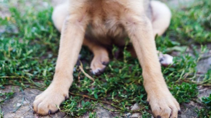 Unbekannte werfen mutmaßlich Giftwurst auf Hof einer Hundehalterin