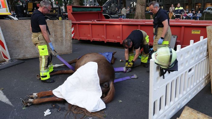 Pferd bricht zusammen und stirbt bei Schützenfest-Umzug