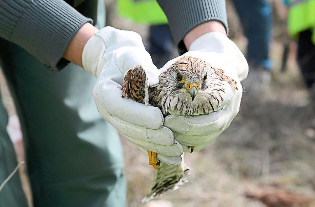 Vogelschutzzentrum Mössingen: Worauf Spaziergänger beim Fund eines Tieres achten sollten