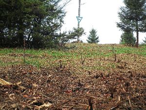 Bäume und Büsche sind auf dem Plettenberg großflächig abgeholzt worden. Nun wurde Strafanzeige gestellt.   Foto: Privat