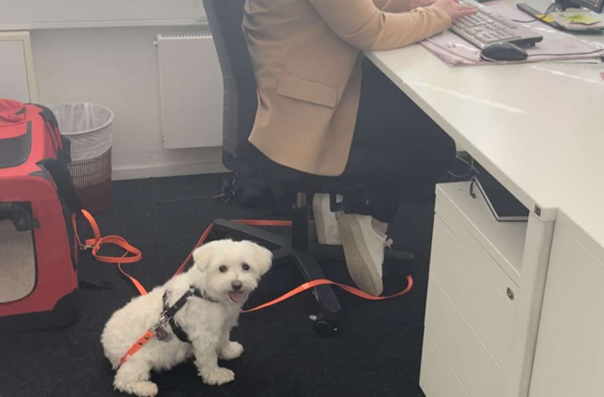 Mit Hund im Büro: So sieht ein Arbeitstag mit Finni aus