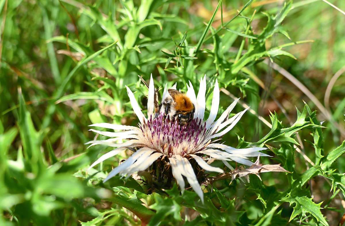 Am Hondinger Zisiberg sind viele Insekten und Pflanzen zuhause.