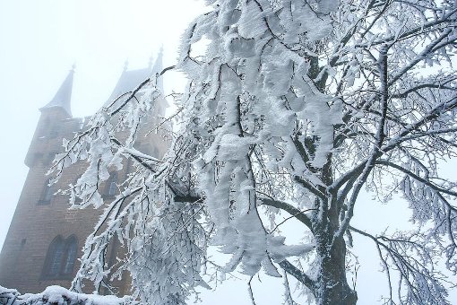 Schnee- und Eisbruch machten den Bäumen im Zollerwald schwer zu schaffen. Foto: Archiv: Beck