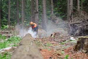 Bei Waldarbeiten zwischen Binsdorf und Heiligenzimmern ist es zu einem Unfall gekommen. (Symbolfoto). Foto: dpa/Gabbert