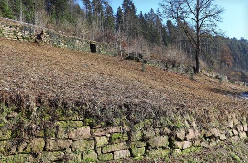 Die Trockenmauern in Bad Teinach gelten als erhaltenswert und werden nun umfassend saniert. Foto: Wendel