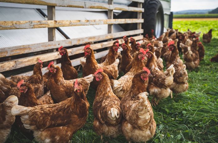 Vogelgrippe in Baden-Württemberg: Stallpflicht für Hühner endet nicht überall im Land