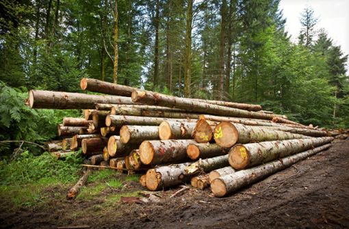 Über 67 000 Euro brachte der Wald der Gemeinde Schönwald im vergangenen Jahr ein. Foto: © shocky –  stock.adobe.com