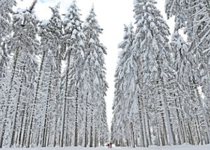 Langlaufen zwischen Schnee bedeckten Bäumen – das war im Dezember möglich.  Symbolfoto: Archiv Foto: Schwarzwälder Bote
