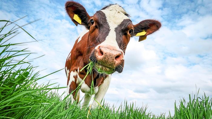 Faktencheck: Werden Kühe durch mRNA-Impfung getötet?