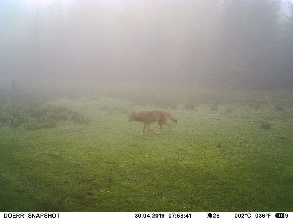 Eine Wildtierkamera hat auf einer Wiese auf dem Sommerberg einen Wolf fotografiert.