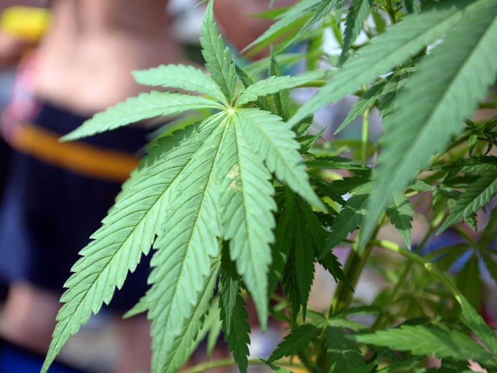 Freudenstadt: Mann züchtet Cannabis-Pflanzen auf Balkon