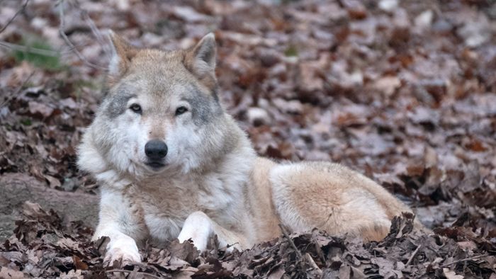 Kreistag verabschiedet Wolfs-Resolution