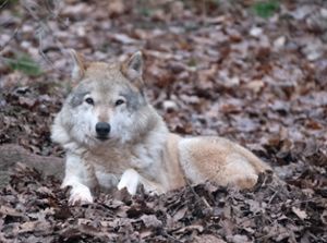 Der Kreistag hat eine Wolfs-Resolution verabschiedet. (Symbolfoto) Foto: dpa