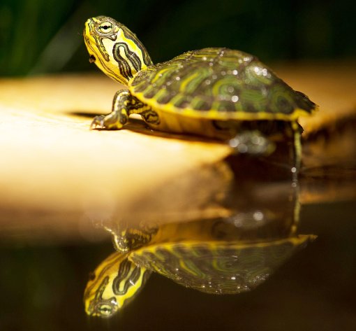 Schmuckschildkröten brauchen einen für sie geeigneten Lebensraum – für rund 40 Jahre. Foto: Archiv