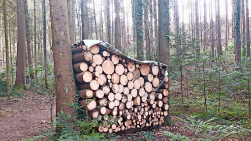 6900 Festmeter Holz wurden im Jahr 2023 im Stadtwald eingeschlagen. Foto: Reinhard