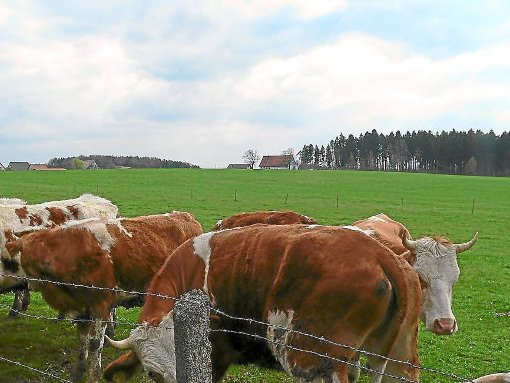 Großgefängnis statt Kühe? Die Hochwald-Bewohner sind in Sorge. Foto: Archiv: Nädele