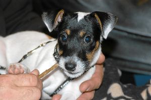 Rottweil erhöht die Hundesteuer – jedoch nicht so kräftig wie zunächst geplant. Foto: Redaktion Rottweil