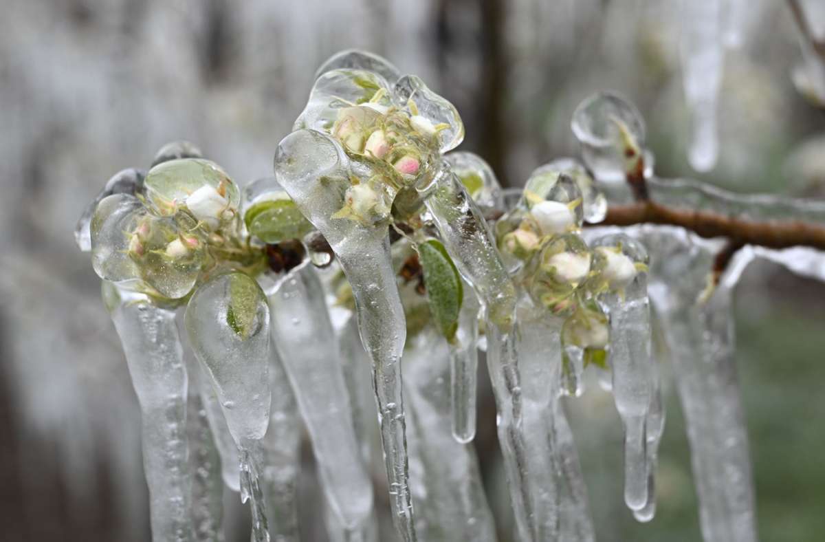 Eis umhüllt die Blüten in einer Obstplantage im baden-württembergischen Liebenau. Anfang April hatten Obstbauern über Nacht  die Blüten mit künstlichem Dauerregen benässt. Durch die Kälte entstand das Eis, das die Blüten umhüllt. Es schützt die Blüten vor dem Absterben. Foto: dpa/Felix Kästle