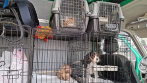Fall von illegalem Tierhandel bei Rottweil aufgedeckt