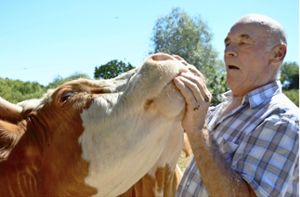 Landwirt Hermann Maier hatte sich seit Monaten dafür eingesetzt, seine 270 Rinder nicht mit den von der EU vorgeschriebenen Ohrmarken, sondern mit einem Mikrochip zu kennzeichnen. Foto: Krause