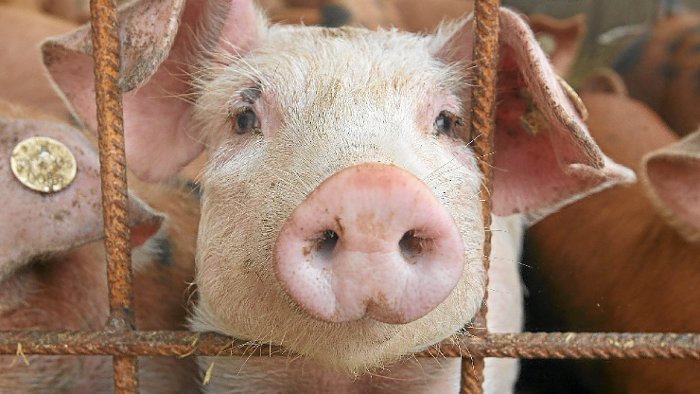 Schweinezucht: Verordnung eröffnet neue Möglichkeiten