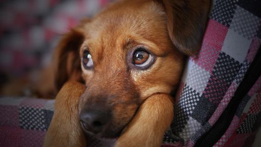 Wenn Frauchen oder Herrchen in Quarantäne sind, bleibt dem Hund auch nicht mehr viel Freilauf. (Symbolfoto) Foto: Pixabay