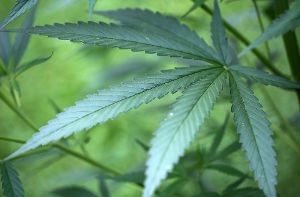 Unter staatlicher Kontrolle wird es in Deutschland bald den Anbau von Cannabis-Pflanzen geben. Foto: dpa