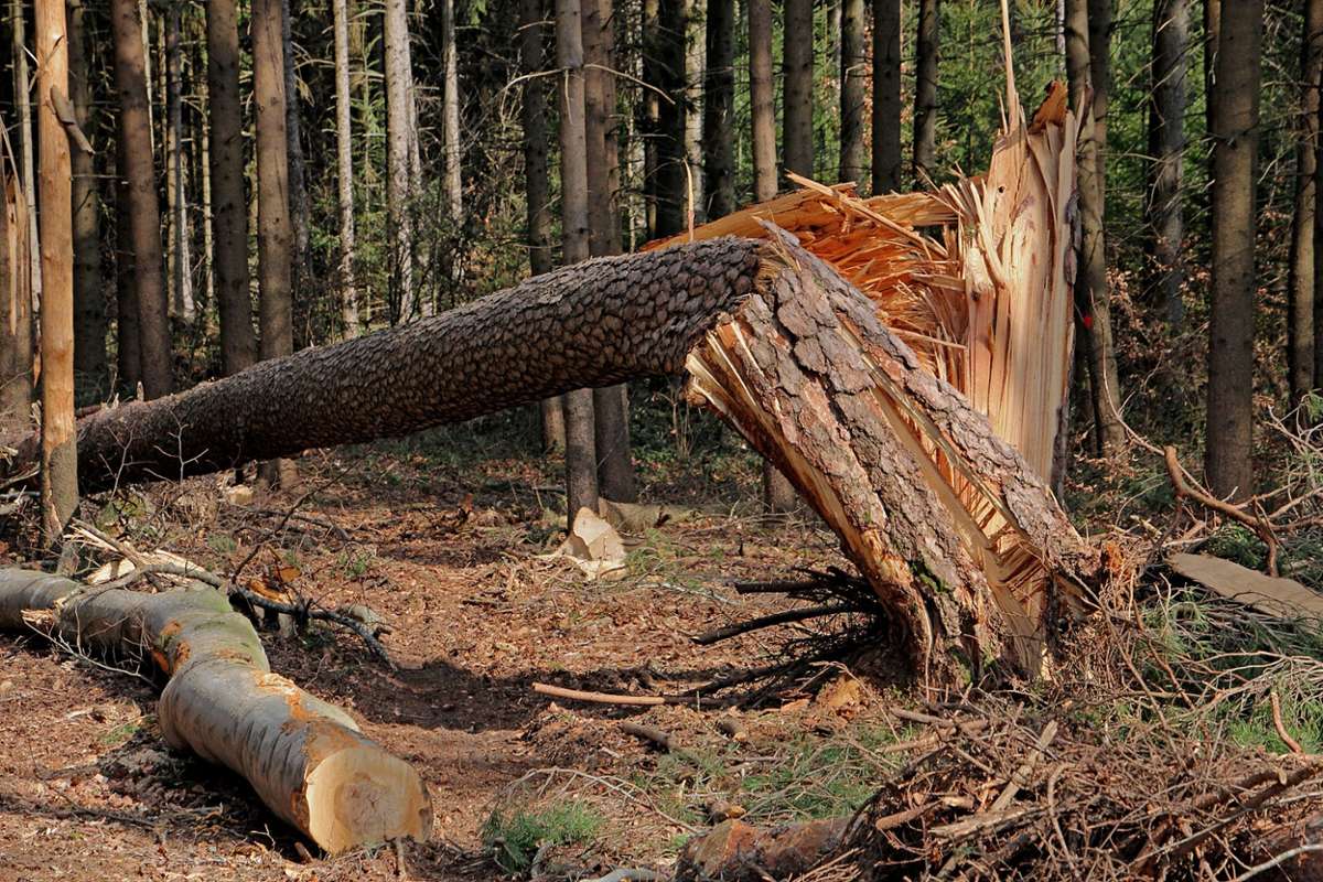 Ein Leser kritisiert, dass umgestürzte und gefällte Bäume im Epfendorfer Wald verrotten würden. (Symbolfoto)  Foto: pixabay