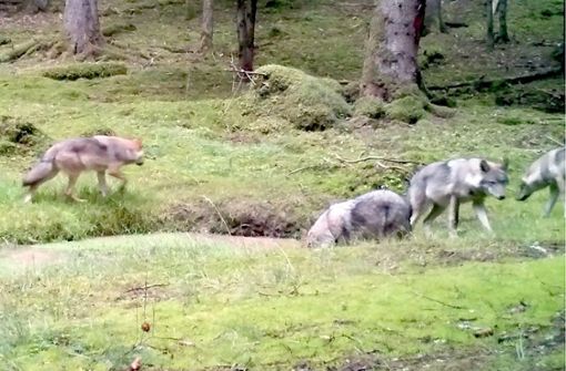 Eine Videokamera hat im September 2019 vier Jungwölfe des Rudels im Veldensteiner Forst gefilmt. Foto: /Lupovision/Baysf