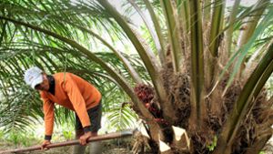 So soll Palmöl nachhaltiger werden