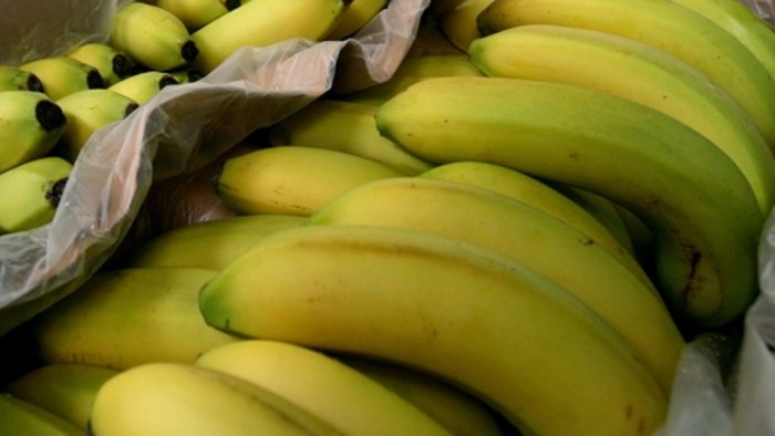 Bananenspinne: Frage bleibt ungeklärt