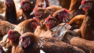 Angriff von Wildtier? Halterin entdeckt 85 tote Hühner