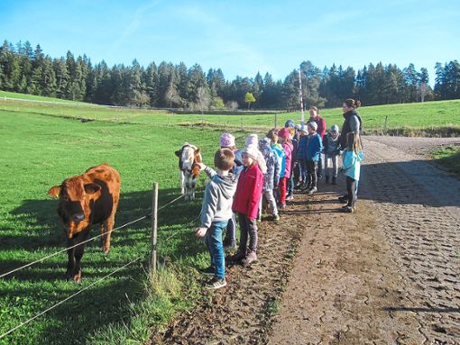 Sind die süß! Die Klasse 1b der Josef-Hebting-Schule stattet den Kälbchen auf der Weide einen Besuch ab. Foto: Schule Foto: Schwarzwälder Bote