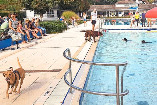 Hunde, Hundehalter und Zuschauer haben Spaß beim Hundeschwimmen im Freibad von Bad Herrenalb. Foto: Glaser