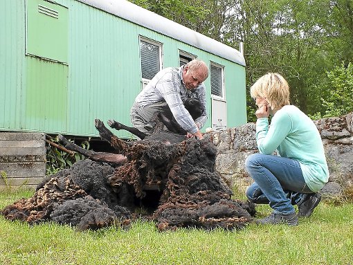 Soviel Wolle von nur einem Schaf: Roland Beck schert und Moderatorin Andrea Ballschuh staunt.  Foto: Kistner