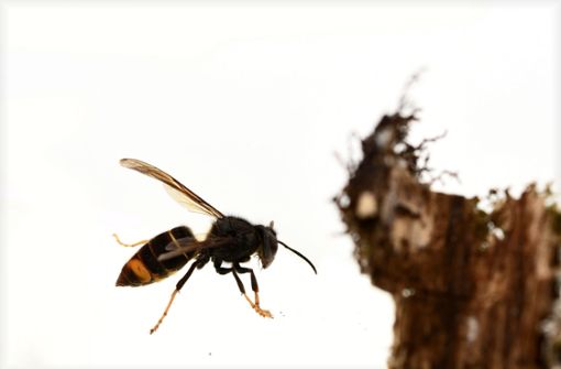 Die asiatische Hornissen ernähren sich zu 80 Prozent von Honigbienen. Foto: © BENEJAM - stock.adobe.com/© Brais Seara - stock.adobe.com