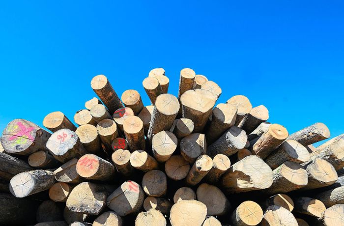 Auch kleine Mengen sind verboten: Kinzigtäler Förster informieren über Holzdiebstahl