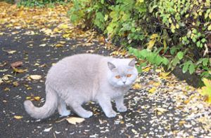 Freilaufende Halterkatzen müssen künftig in Unterkirnach kastriert und gekennzeichnet sein. (Symbolfoto) Foto: Schlenker