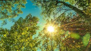 Bäume  in Althengstett haben Sommer  gut überstanden – vorerst