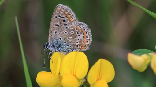 Einbruch beim Schmetterlingsmonitoring: Wetter-Extreme machen Insekten zu schaffen. Foto: dpa/Oliver Berg